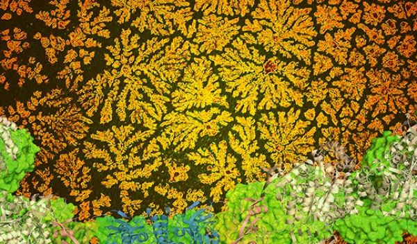 fractals
