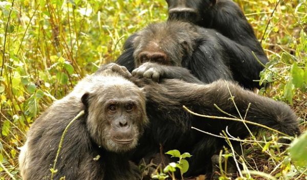 three males groom together