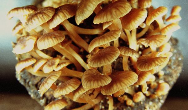 Light photo of Mycena lucentipes, recently described from Sao Pãulo, Brazil.