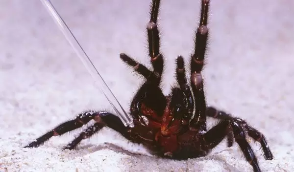 Blue Mountains funnel-web spider