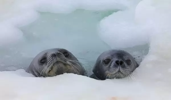 a Weddell seal pup (right) with its mother (left)