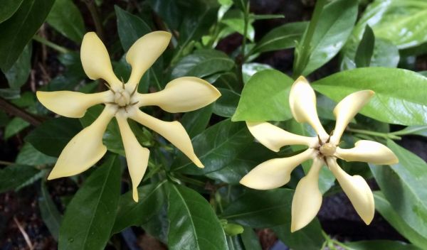 Gardenia jasminoides