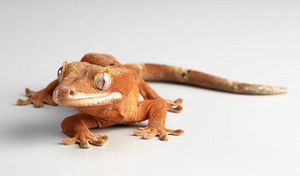 Photo of a gecko, which has a unique ability to scamper across shear surfaces and vertical walls.