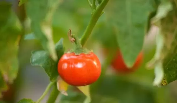 tomato