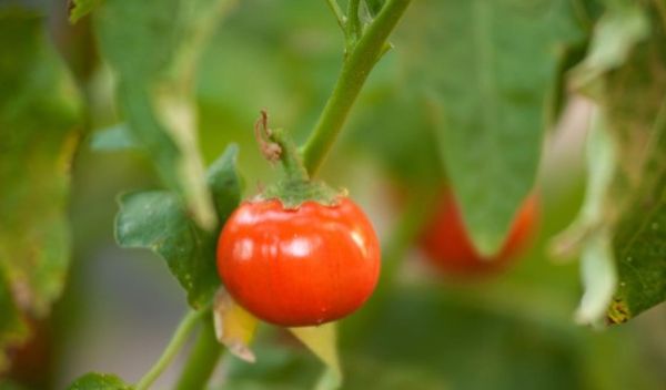 tomato