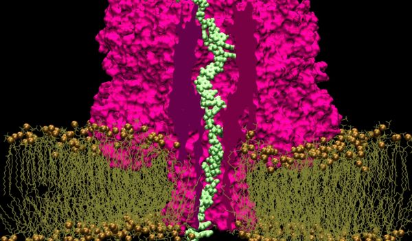 Illustration of a double-stranded DNA in a synthetic nanopore revealed by molecular simulation.