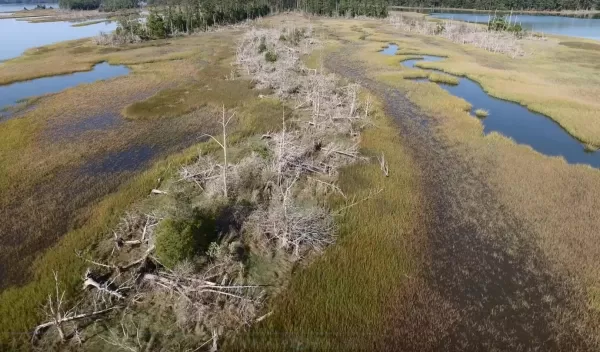Sea-level rise marked by ghost forests and abandoned farm field