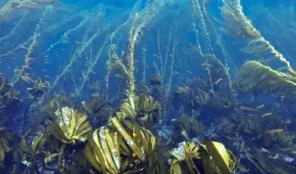 Sea palms and giant kelp lean into the current