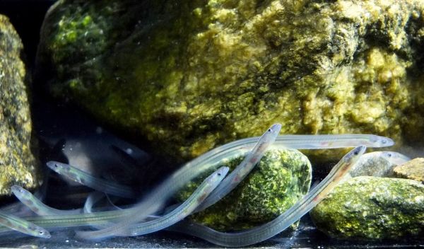 Glass eels