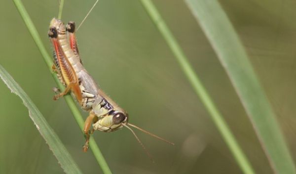 grasshopper