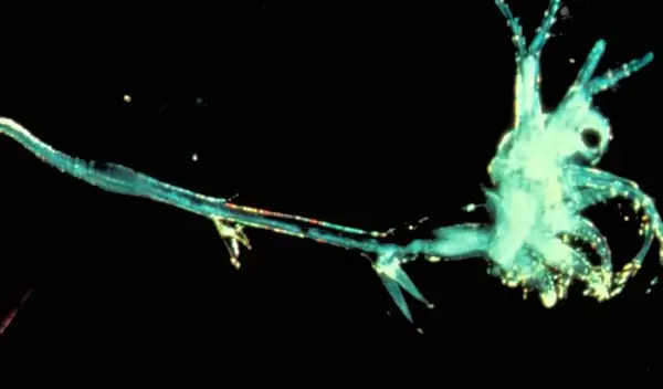 Photo of a spiny waterflea.