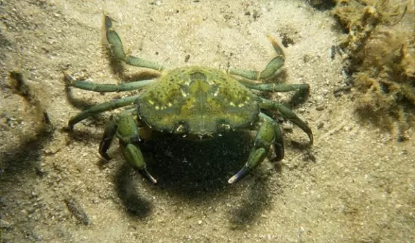 Green crabs are spreading on the U.S. West Coast.