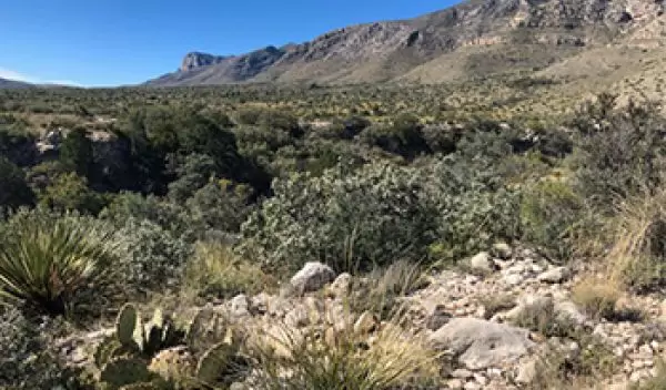 The Chihuahuan Desert creates a barrier to dispersal of many plants.â¯