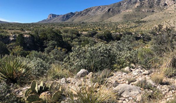 The Chihuahuan Desert creates a barrier to dispersal of many plants.â¯