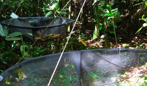 Photo of a seed trap created by Rogers and her colleagues out of screen and PVC pipe.