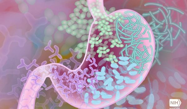gut microbiome