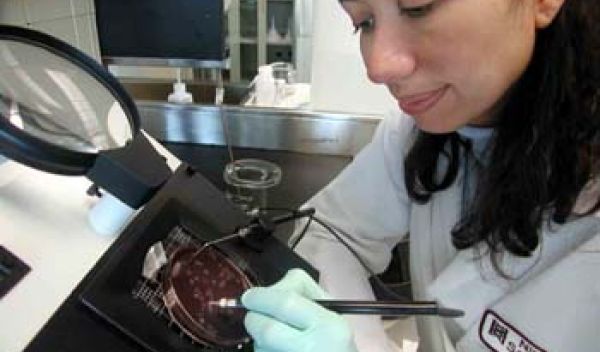 Dr. Nina Salama studies Helicobacter pylori