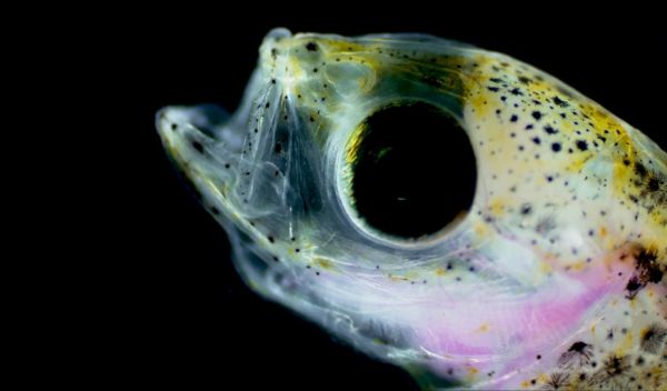 North Atlantic Haddock larvae