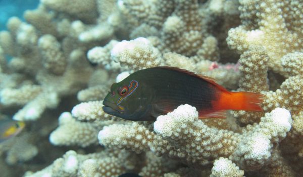 Arc-eye hawkfish on a reef