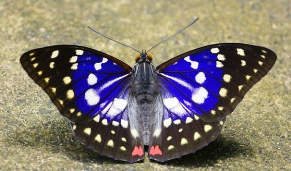 butterfly