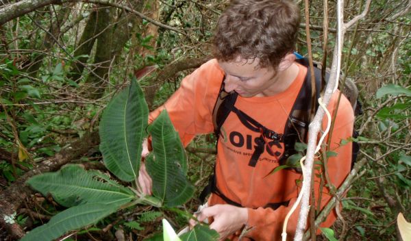 Photo of Joshua Atwood removing an invasive plant from Manoa Valley on the island of O'ahu.