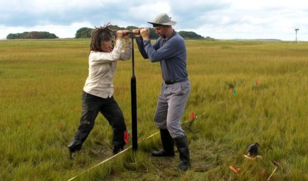 Margot Saher (left) and Roland Gehrels work together to obtain a sediment core from Barn Island salt marsh