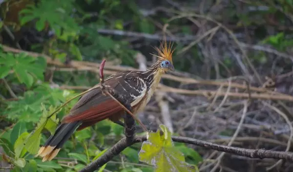 hoatzin bird in a tree