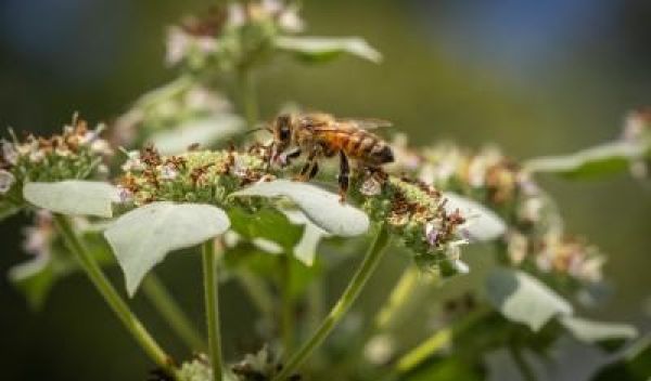 bee on a flower