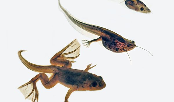 Scientists recently discovered that the hormone leptin regulates limb growth in tadpoles.