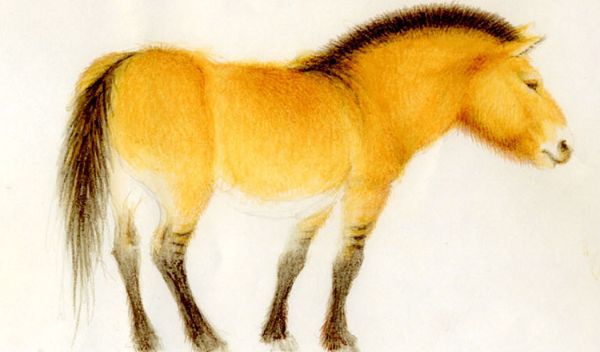 Reconstruction of the tarpan, or wild European horse, Equus ferus.