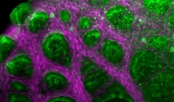 Researchers were surprised by the speed and efficiency of lizard lung development.