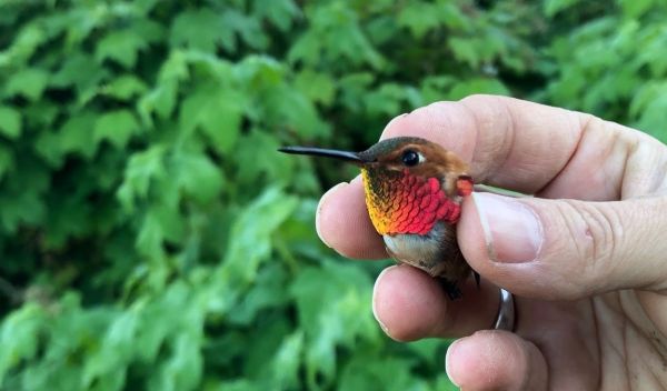 bee hummingbird in hand