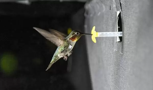 hummingbird flying in the experimental setup