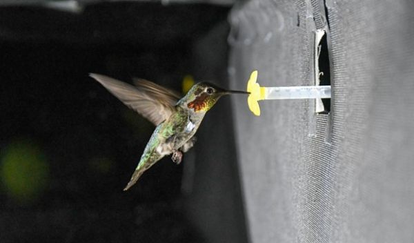 hummingbird flying in the experimental setup