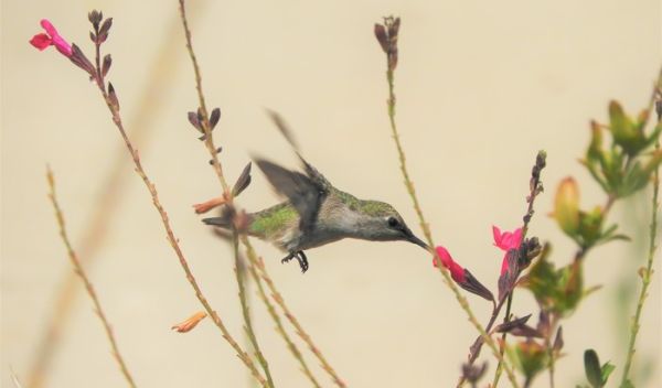 Southern California hummingbird foraging nectar from a flower.