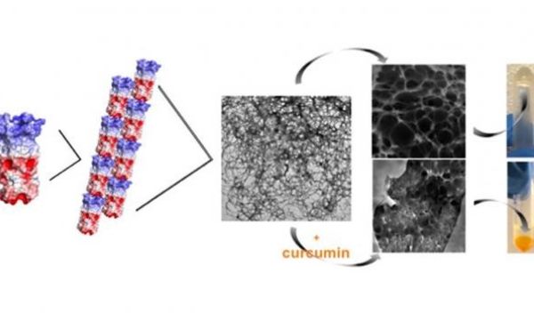 illustration of how an engineered Q protein self-assembles to form fiber-based hydrogels at low temperature
