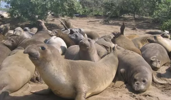 Photo of juvenile northern elephant seals on the beach at Ano Nuevo.