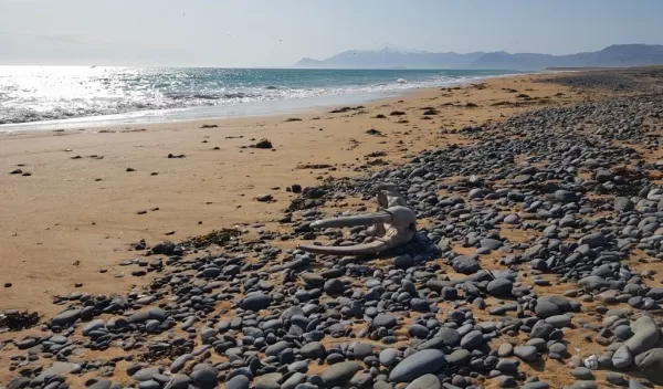 prehistoric and historic walrus skulls, tusks and bone fragments