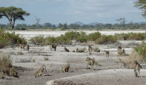 Baboon group in Amboseli, Kenya