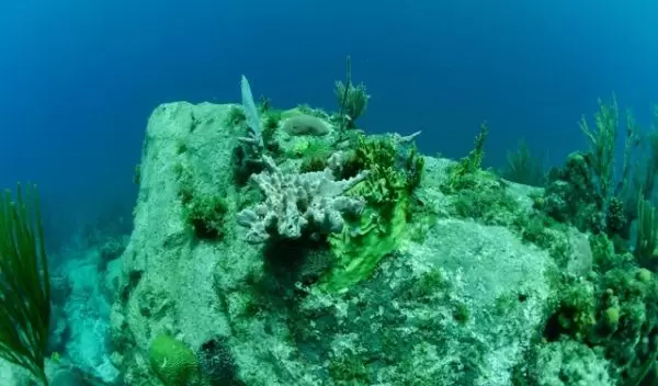 A colony of the coral Orbicella annularis with encroaching algae, 10 months after Hurricane Irma.