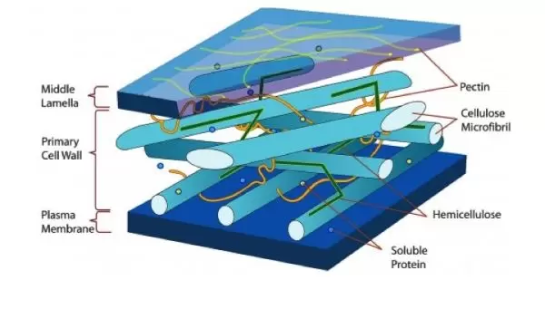 illustration showing wall of a wood cell