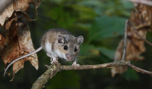 The white-footed mouse, Peromyscus leucopus, is the subject of a new study.
