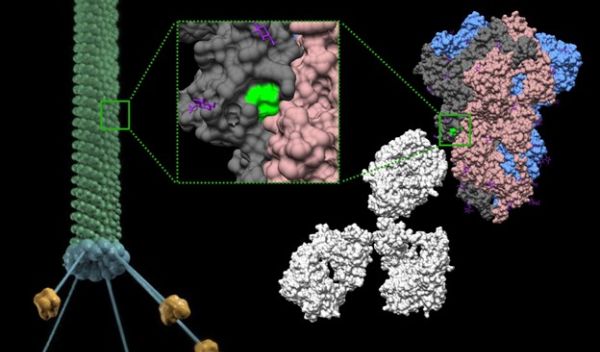 In this rendition, a phage particle displays a region of the SARS-CoV-2 spike protein.