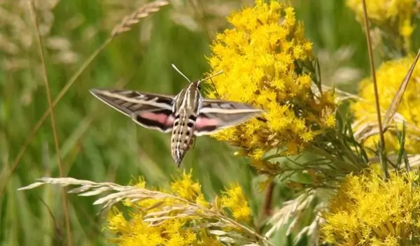 insect flying near a plant