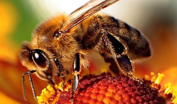 a bee