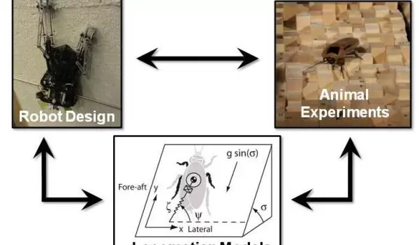 Photos of cockroach and robot showing how they are used to refine robotic design.