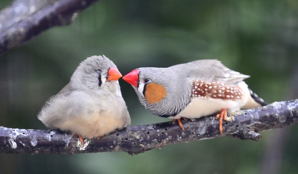 Zebra Finch