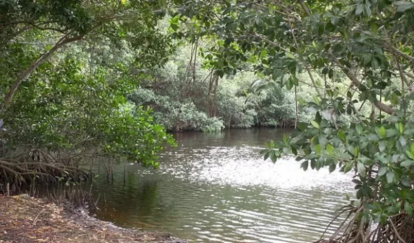 Trapped salt water caused mangrove death after Hurricane Irma, scientists have found.