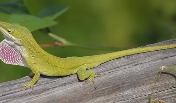 green anole