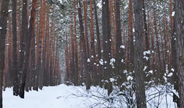 trees in a snowy forest